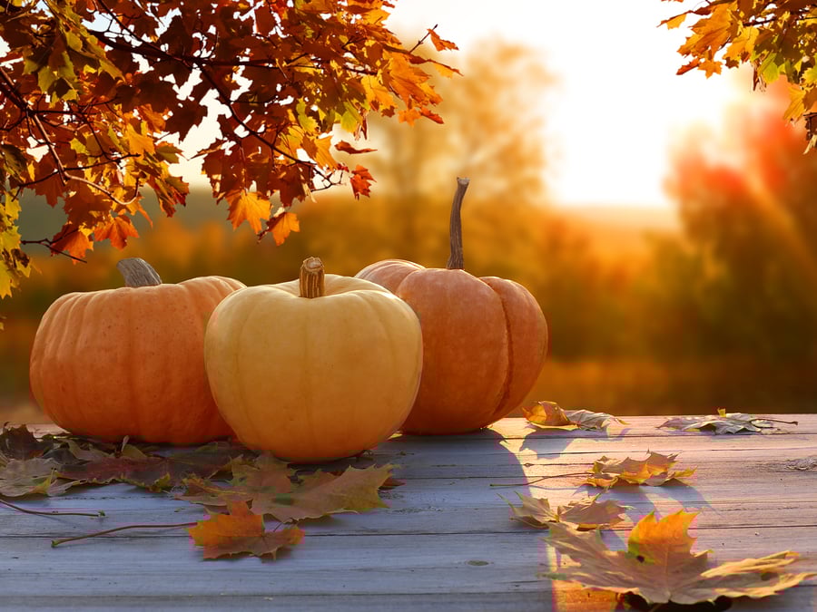 bigstock-Autumn-background-with-maple-l-260234677-1